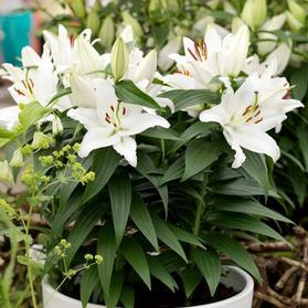 Lilium - Oriental Pot Lily Looks™ 'Sunny Okinawa'