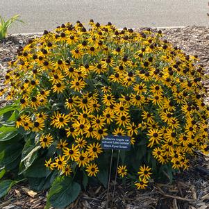 Rudbeckia fulgida var. sullivantii 'Little Goldstar'