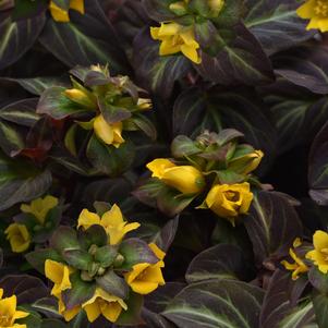 Lysimachia alfredii 'Night Light'