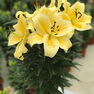 Lilium - Oriental Pot Lily Looks™ 'Sunny Bliss'