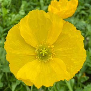 Papaver nudicaule 'Champagne Bubbles Yellow'