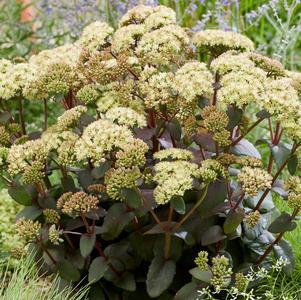 Sedum Tall Upright Clumping 'Banana Split'