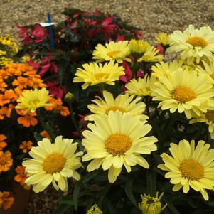 Leucanthemum superbum 'Realflor® Real Sunbeam'