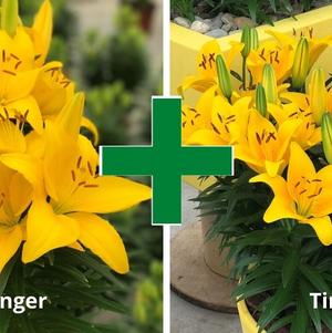 Lilium - Asiatic Pot Lily Looks™ 'Bloom Extensions™ Yellow'