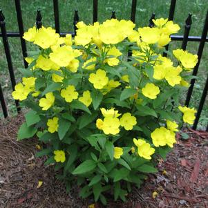 Oenothera missouriensis (macrocarpa) 