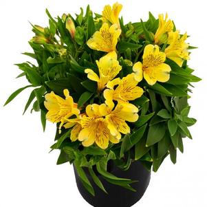 Alstroemeria 'Inca Rio®'