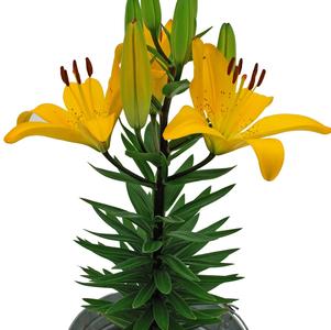 Lilium - Asiatic Pot Lily 'Golden Matrix'