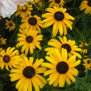 Rudbeckia speciosa 'Viette's Little Suzy'