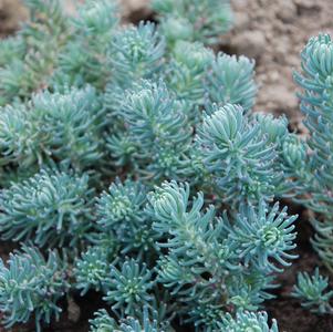 Sedum reflexum 'Blue Spruce'