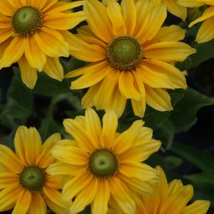 Rudbeckia hirta 'Prairie Sun'