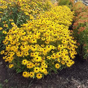 Rudbeckia fulgida 'Goldblitz'