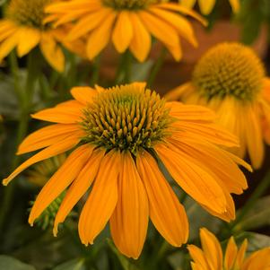 Echinacea 'Artisan™ Yellow Ombre'