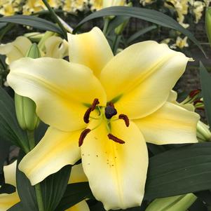 Lilium - OT Hybrid Lily 'Conca d'Or'