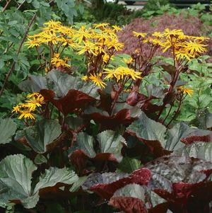 Ligularia dentata 'Britt-Marie Crawford'