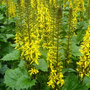 Ligularia stenocephala 'The Rocket'