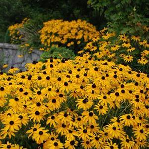 Rudbeckia fulgida 'Goldsturm'