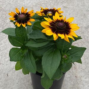 Rudbeckia hirta 'Sonora'