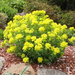 Euphorbia polychroma 