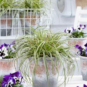 Carex oshimensis 'EverColor® Evercream'