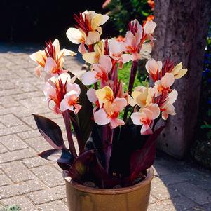 Canna 'Angel Martin'