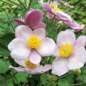 Anemone tomentosa 'Robustissima'