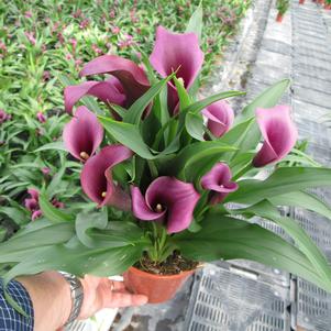 Calla 'Paco®'