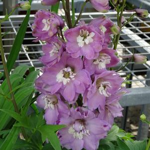 Delphinium elatum 'Magic Fountains Lilac Pink/White Bee'