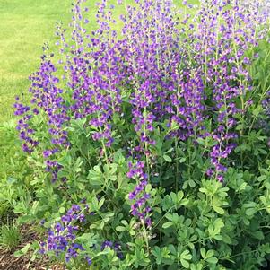 Baptisia australis 