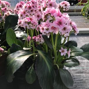 Bergenia 'Dragonfly™ Sakura'