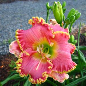 Hemerocallis 'Diva's Choice'