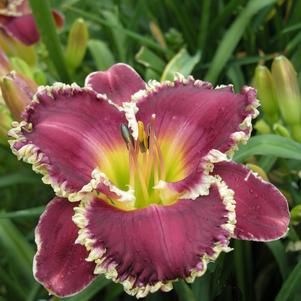 Hemerocallis 'Bettylen'