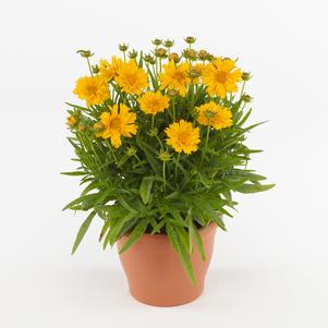 Coreopsis grandiflora 'Double the Sun'