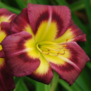 Hemerocallis 'Night Beacon'