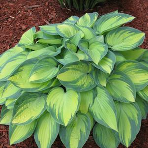 Hosta 'June'