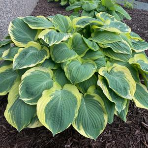 Hosta 'Orion's Belt'