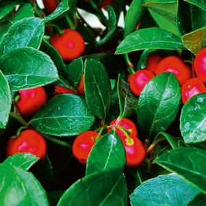 Gaultheria procumbens 