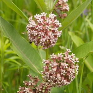 Asclepias syriaca 