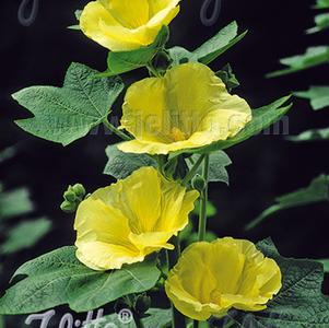 Alcea rosea 'Spotlight™ Sunshine'