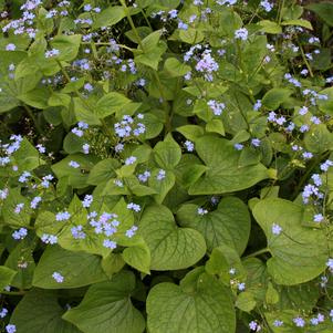 Brunnera macrophylla