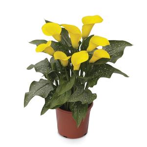 Calla 'Buffalo®'