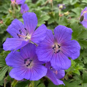 Geranium 'Johnson's Blue'