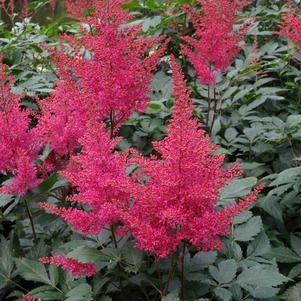 Astilbe japonica 'Montgomery'