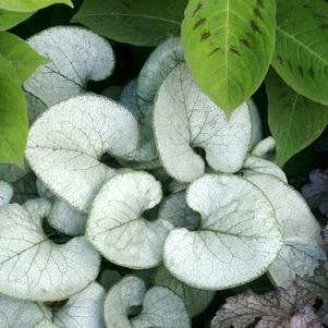 Brunnera macrophylla 'Looking Glass'