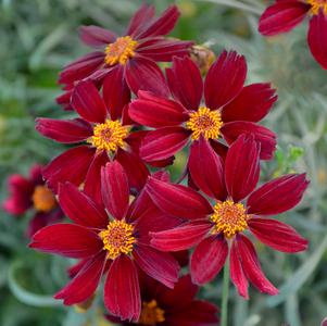 Coreopsis 'Permathread™ Red Satin'