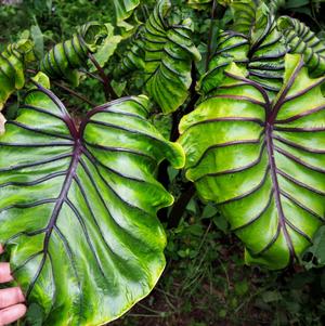 Elephant Ears Colocasia 'Pharaoh's Mask'