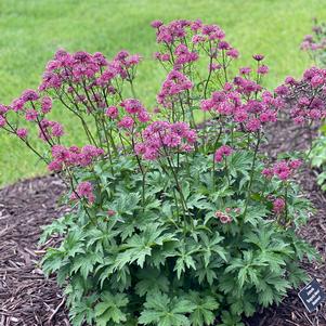 Astrantia major 'Burgundy Manor'