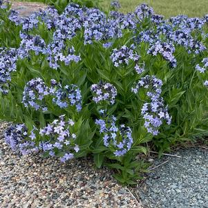 Amsonia 'Blue Ice'