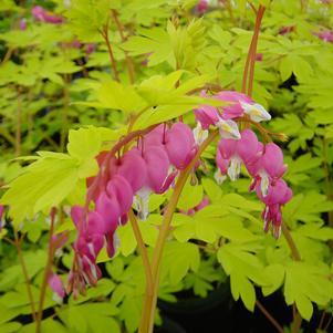 Dicentra spectabilis 'Gold Heart'