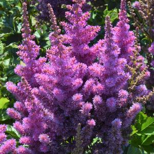 Astilbe chinensis 'Black Pearls®'