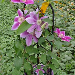 Clematis 'Dr. Rupple'